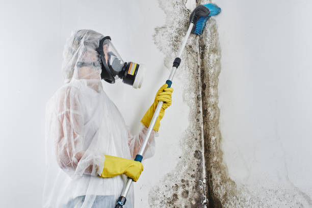 Best Commercial Mold Remediation in Cheney, KS